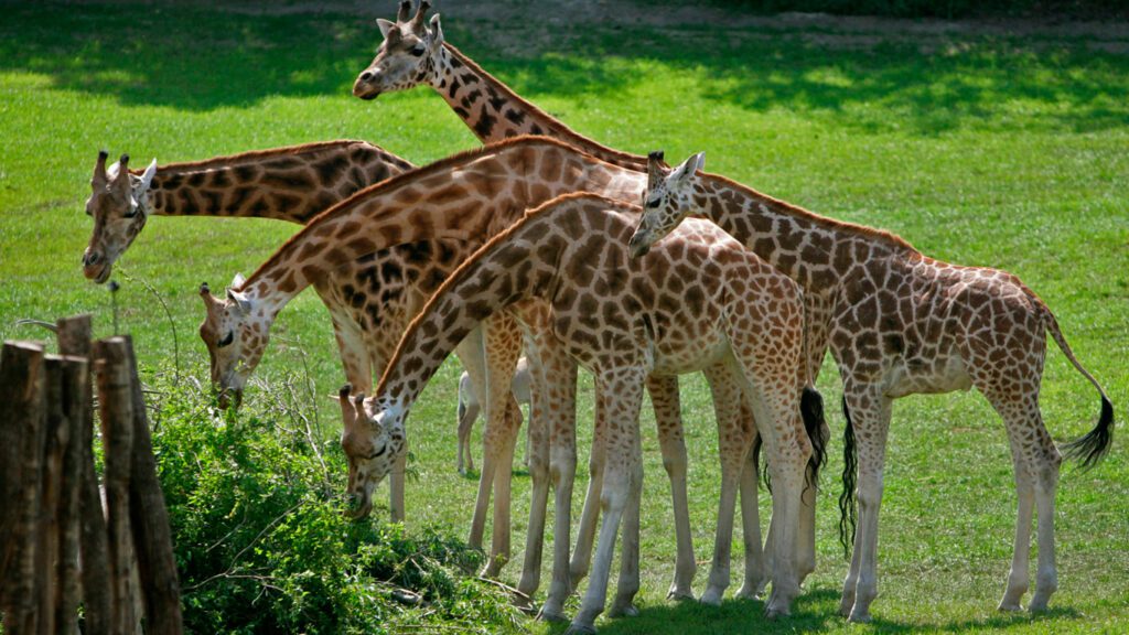 Giraffe im Aalborg Zoo