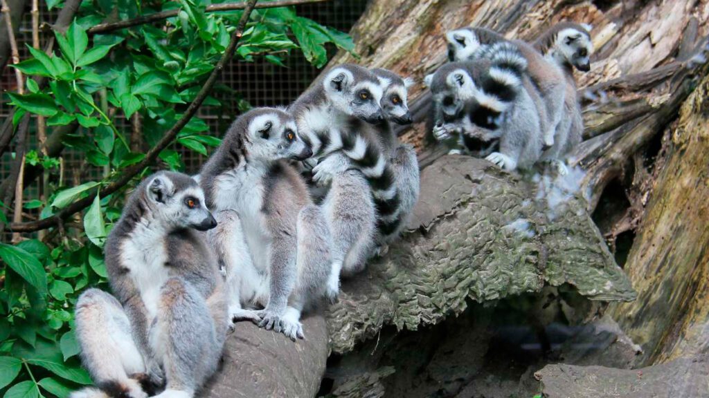 Lemuren im Aalborg Zoo