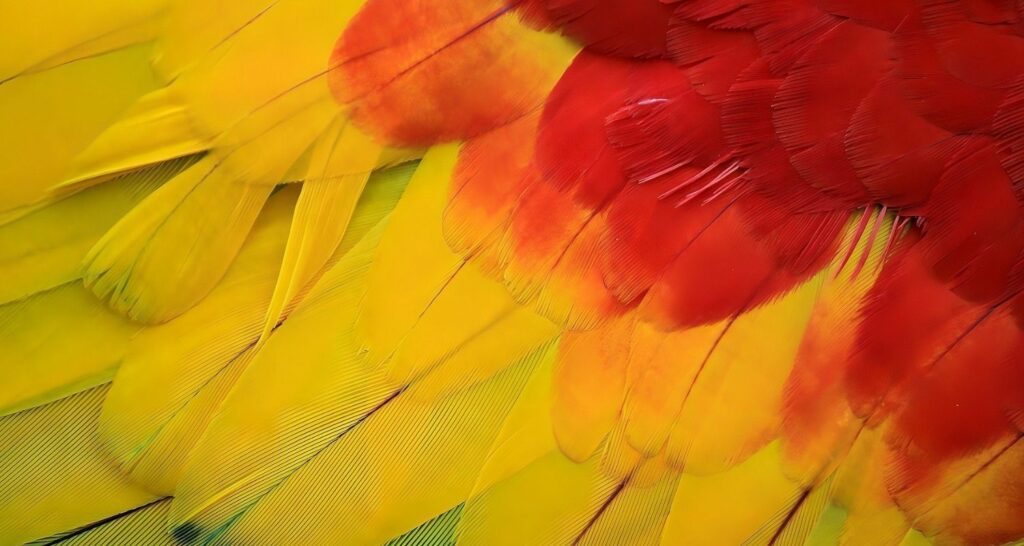 Rote Aras in Bornholms Rovfugleshow