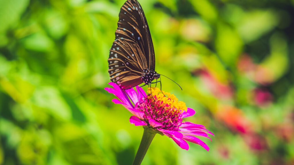 Schmetterling in Bornholms Schmetterlingspark