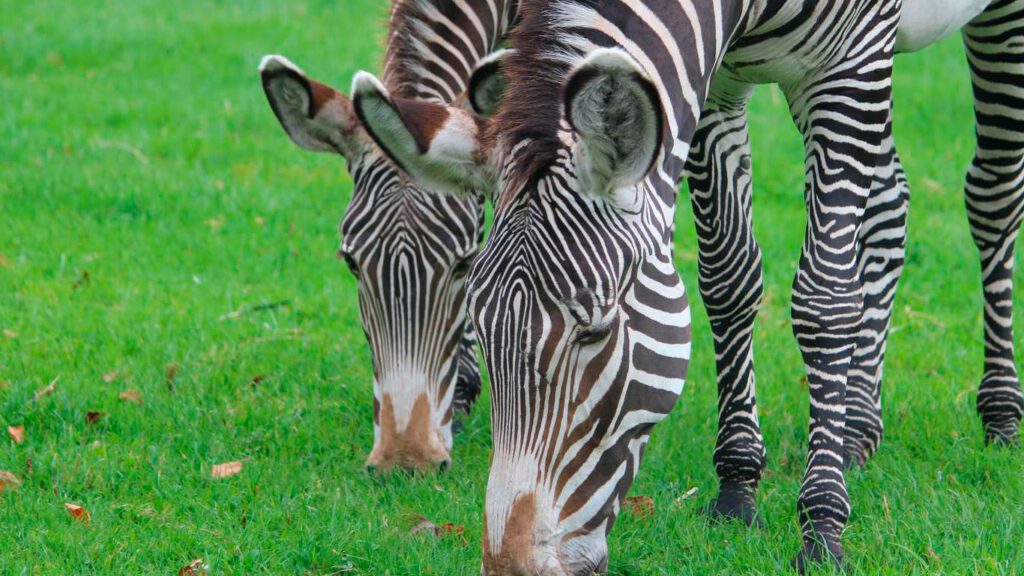 Zebras im Aalborg Zoo