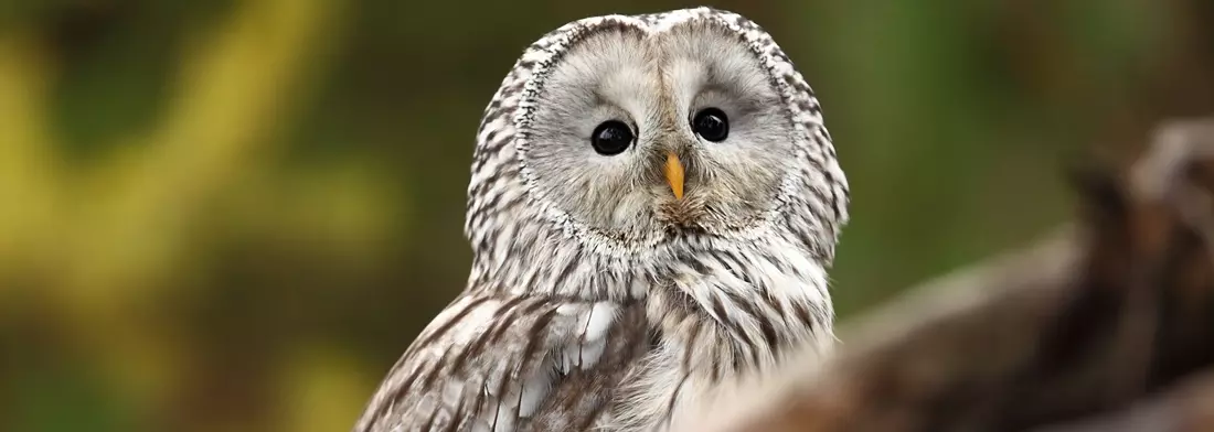 Eule in Bornholms Rovfugleshow