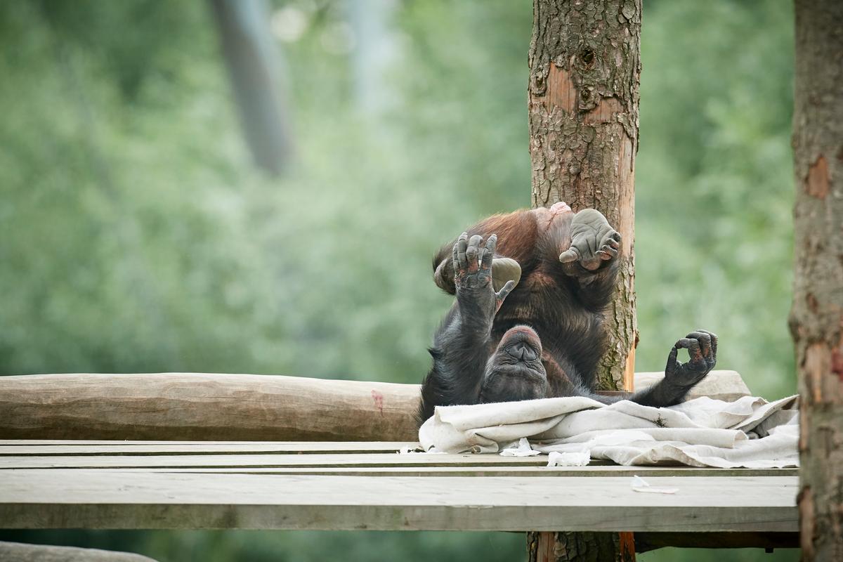 Chimpansen im Odense Zoo