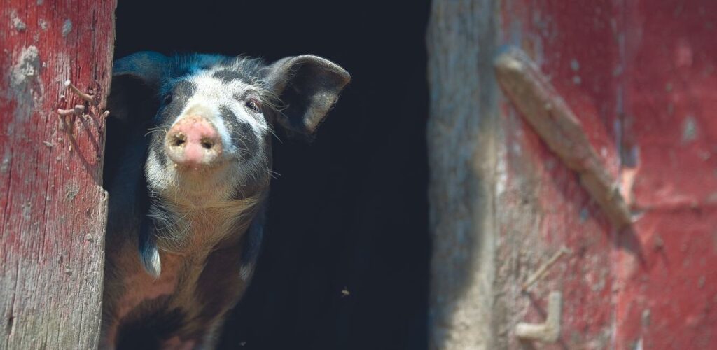 Tier in Den Fynske Landsby