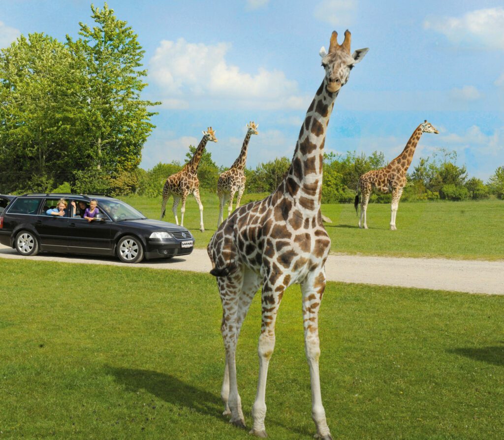 Giraffe im Zoo von Givskud