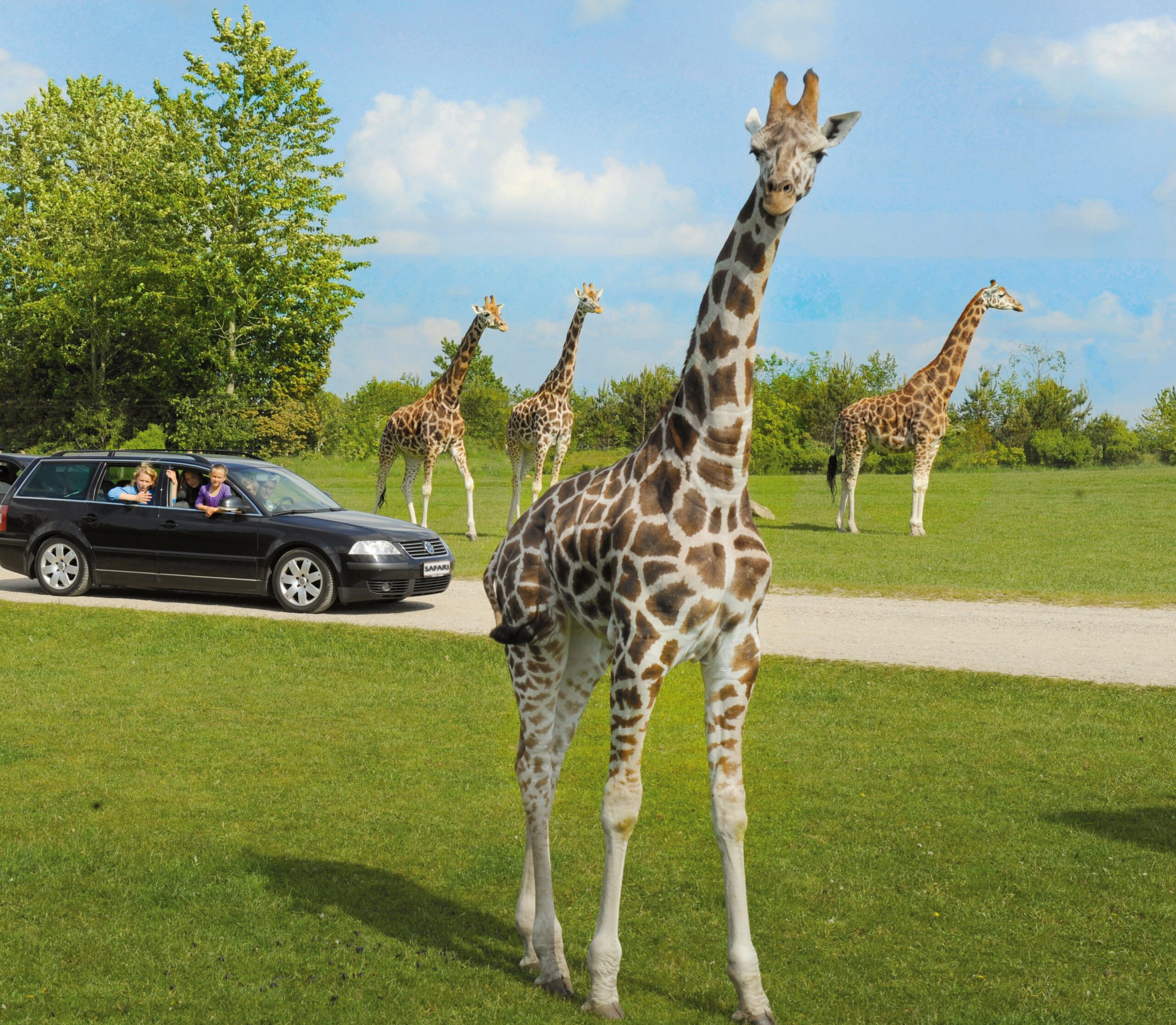 Eine Giraffe in der Savannenlandschaft des GIVSKUD ZOO.