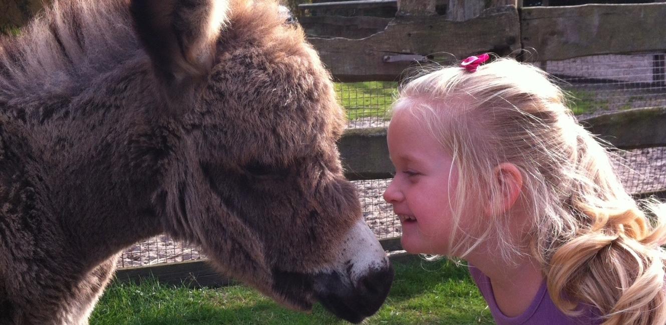Mädchen und Esel