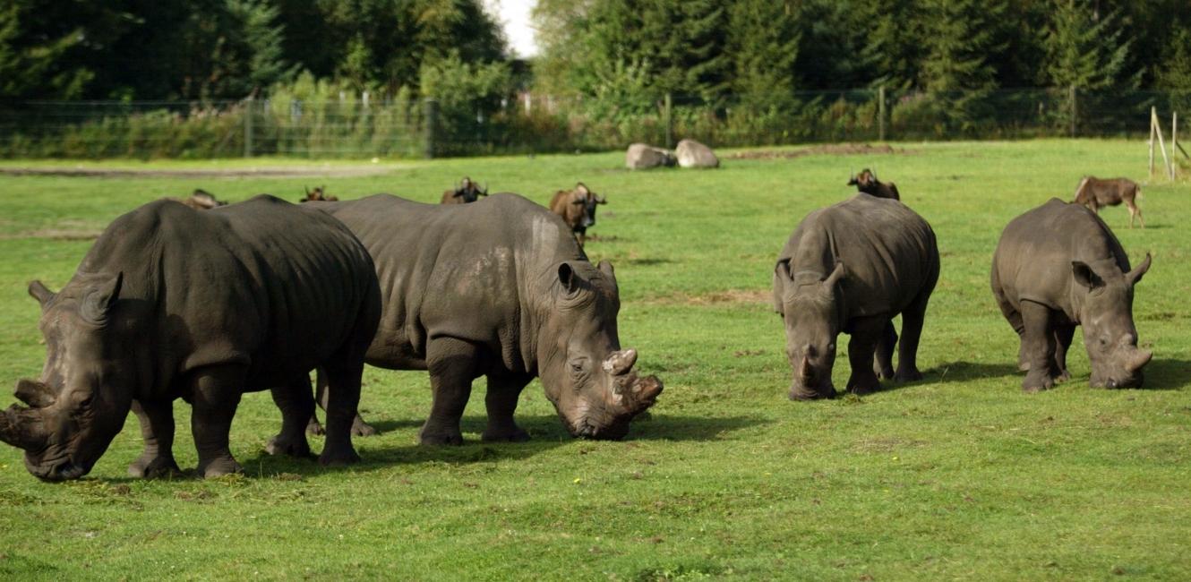 Auf Safari im Zoo von Givskud