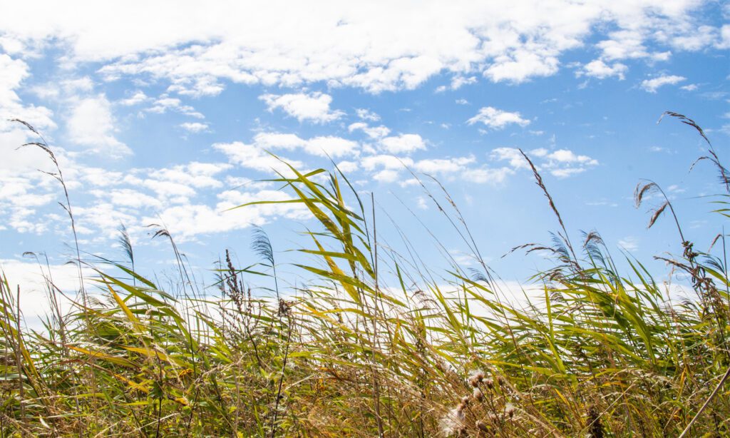 schöner Natur auf Lolland
