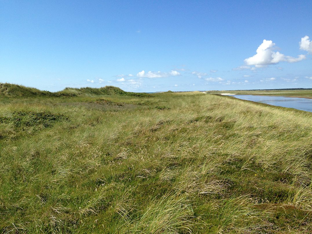Natur in Blavand an der Ho Bucht