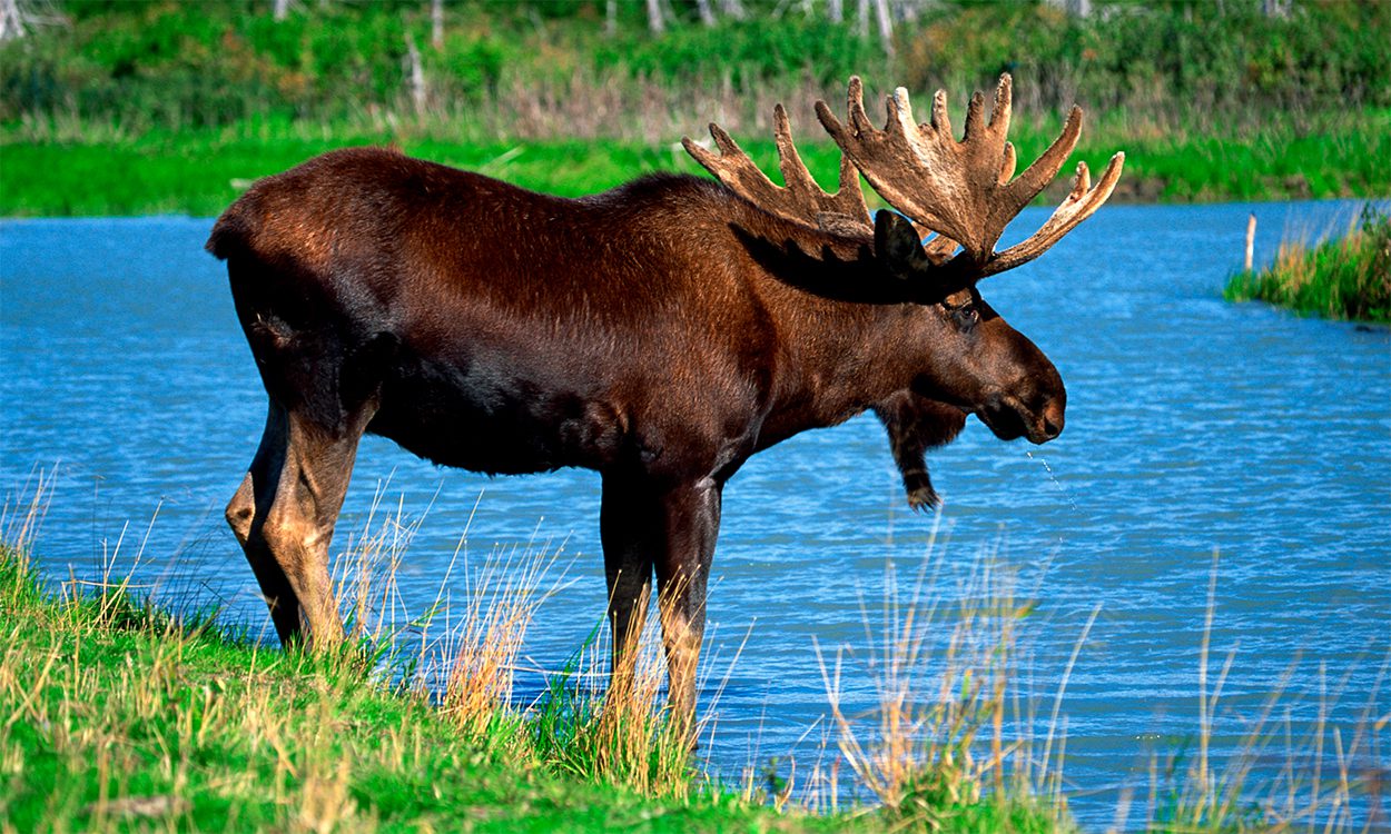 Elch in Schweden beim Ferienhausurlaub