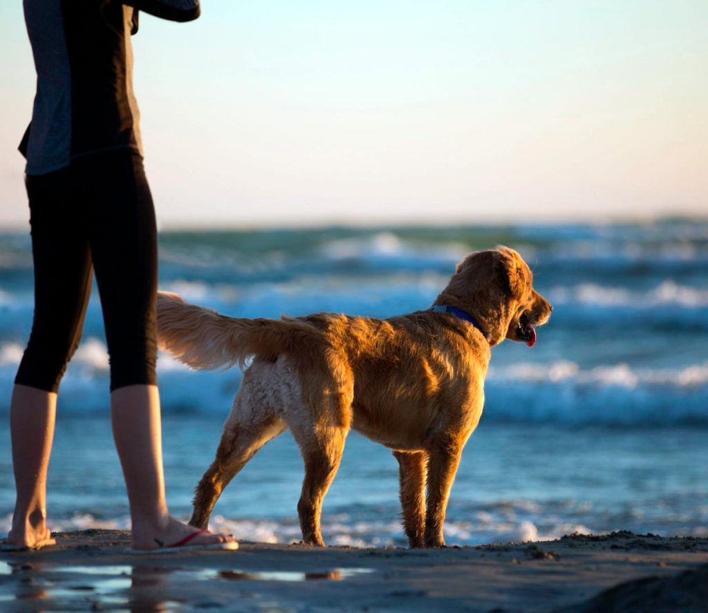 Urlaub mit Hund auf Römo