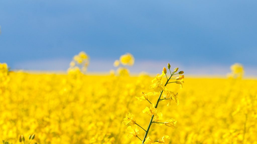 Rapsfeld in Dänemark