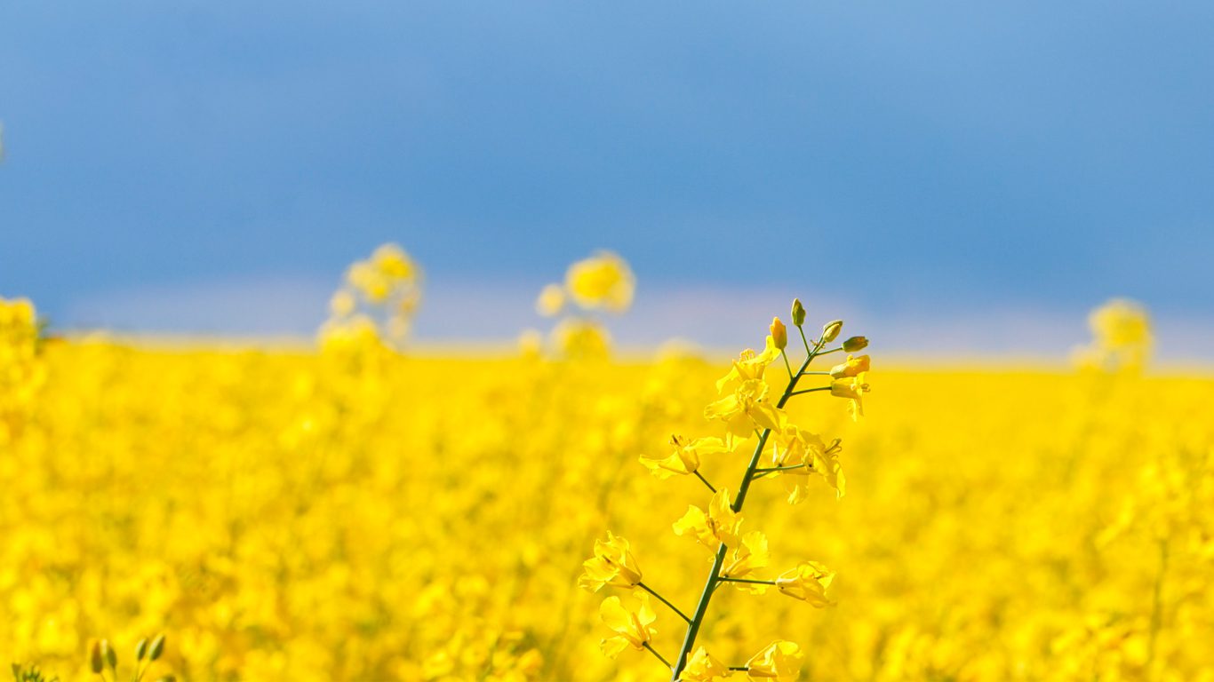 Rapsfeld in Dänemark