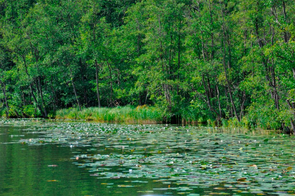 Müritz Nationalpark